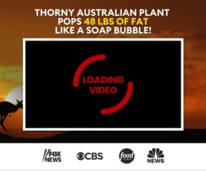 (1) Thorny Australian Plant Pops 48 Lbs Of Fat Like A Soap Bubble | Outback Belly Burner